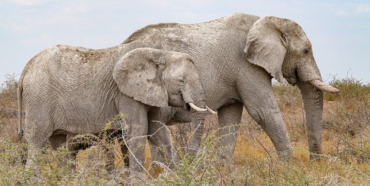 African elephant herd in natural savanna habitat